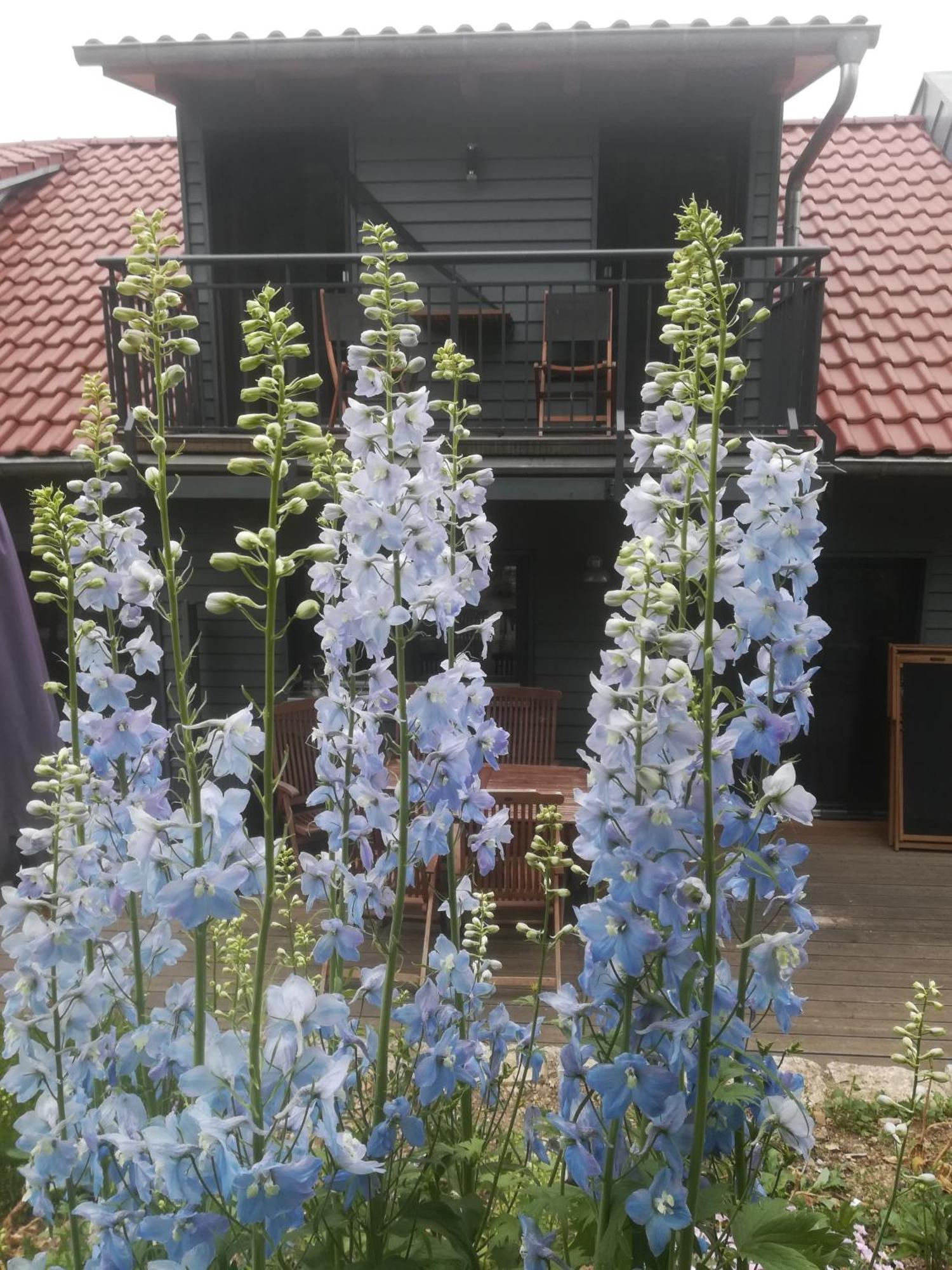 Apartment Ferienhof