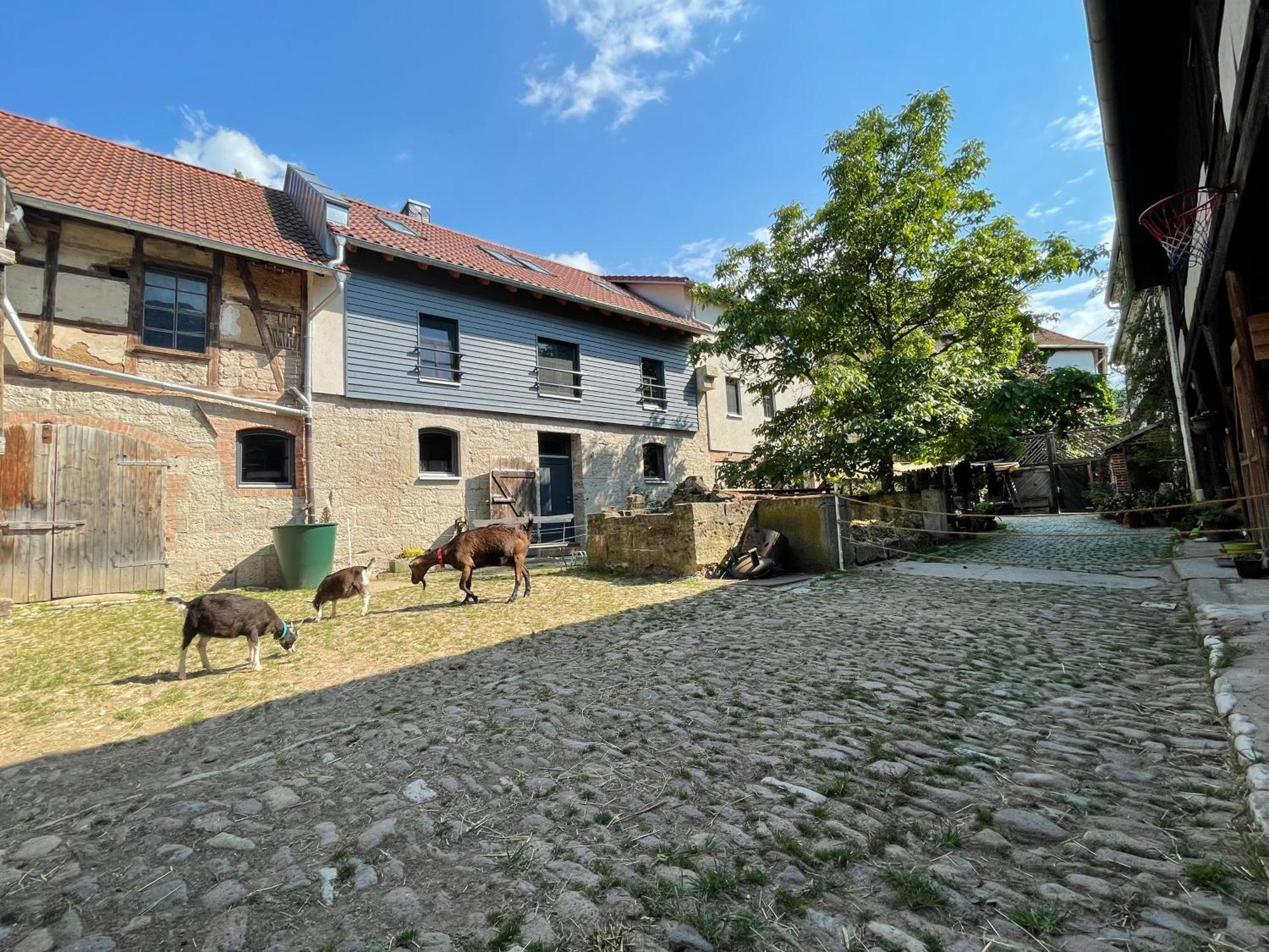 Ferienhofwaldesel