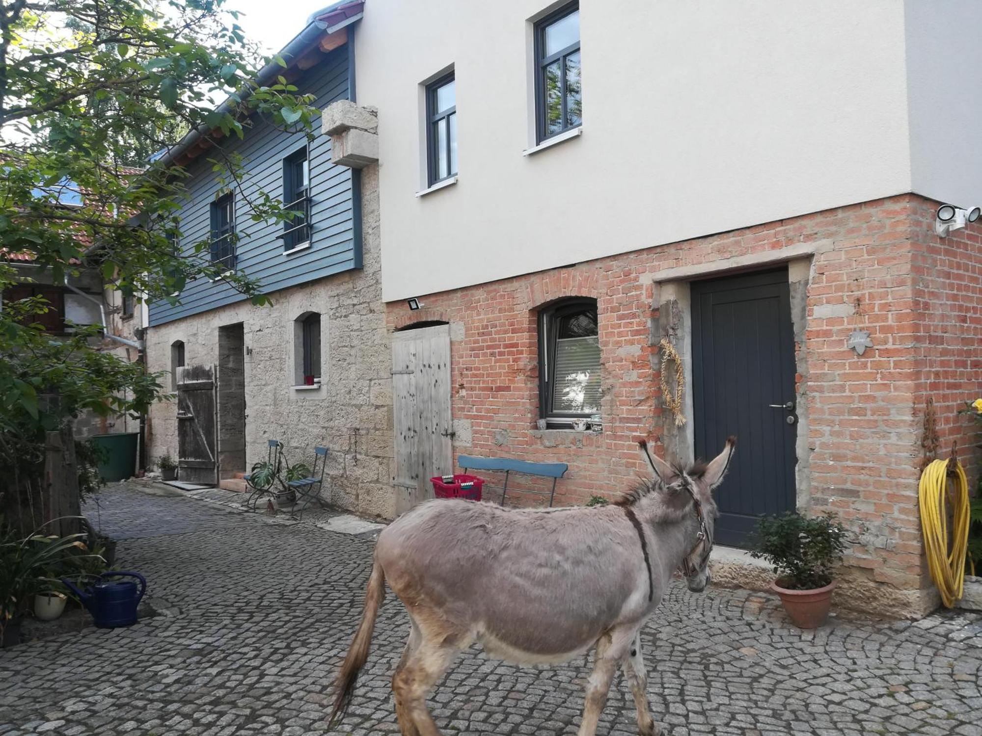 Ferienhofwaldesel Rippersroda
