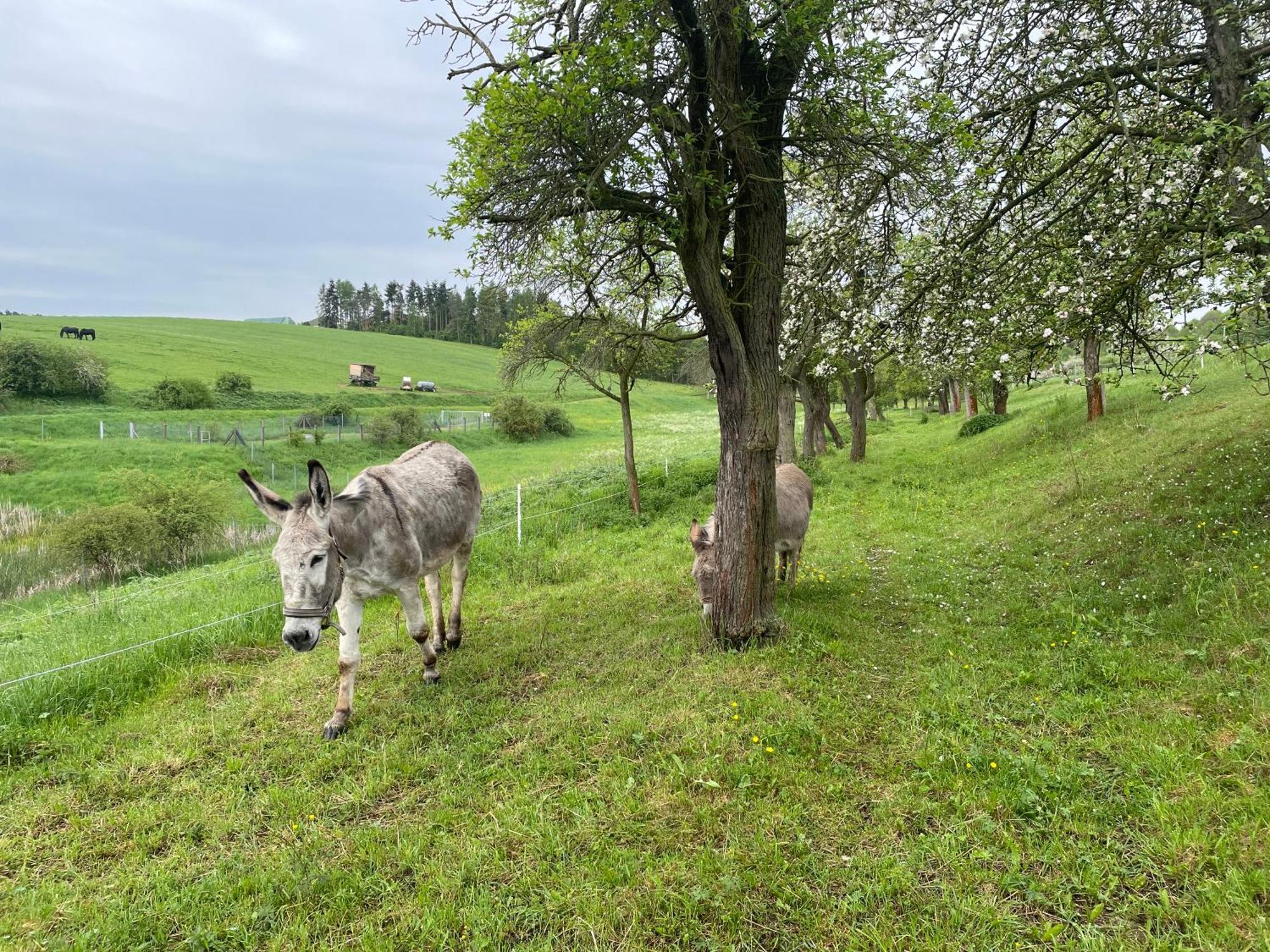 Ferienhofwaldesel *